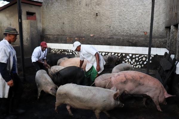 Des bactéries résistantes aux antibiotiques se sont développées dans les élevages de porcs à Madagascar © V. Porphyre, Cirad
